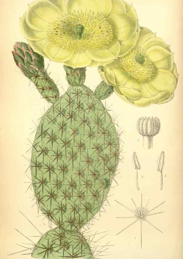 Reproducción/Reproduction 35307491271: Curtis's botanical magazine.. London ; New York [etc.] :Academic Press [etc.]