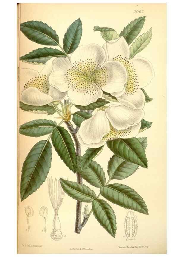 Reproducción/Reproduction 34627200523: Curtis's botanical magazine.. London ; New York [etc.] :Academic Press [etc.]