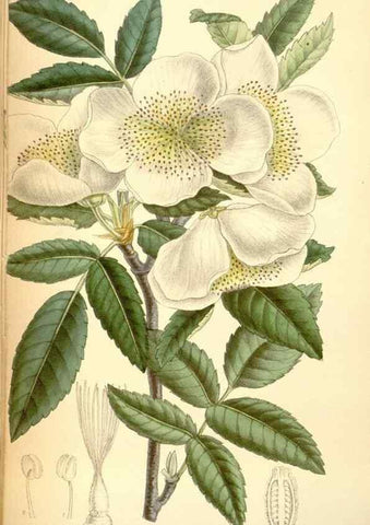 Reproducción/Reproduction 34627200523: Curtis's botanical magazine.. London ; New York [etc.] :Academic Press [etc.]