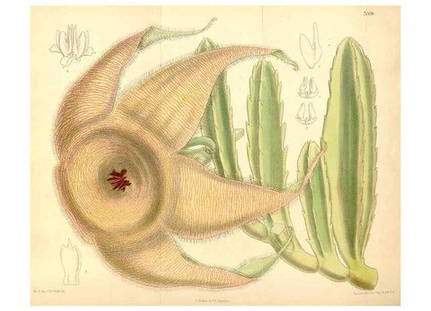 Reproducción/Reproduction 35307547031: Curtis's botanical magazine.. London ; New York [etc.] :Academic Press [etc.]