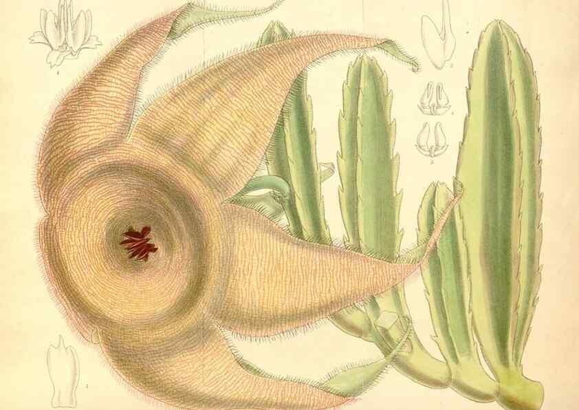 Reproducción/Reproduction 35307547031: Curtis's botanical magazine.. London ; New York [etc.] :Academic Press [etc.]