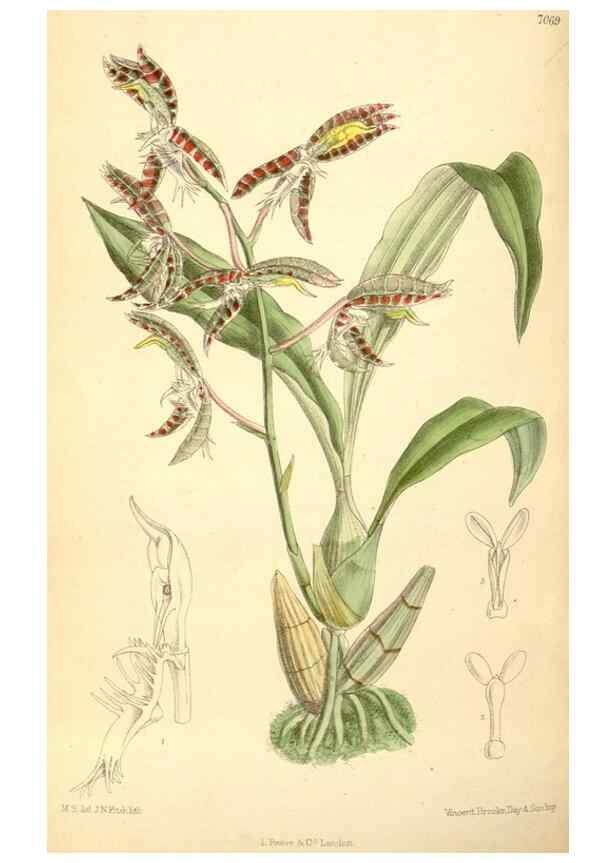 Reproducción/Reproduction 35307549451: Curtis's botanical magazine.. London ; New York [etc.] :Academic Press [etc.]