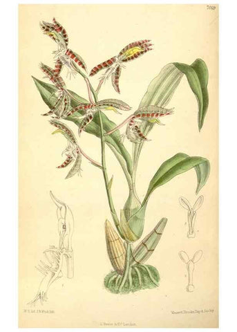Reproducción/Reproduction 35307549451: Curtis's botanical magazine.. London ; New York [etc.] :Academic Press [etc.]