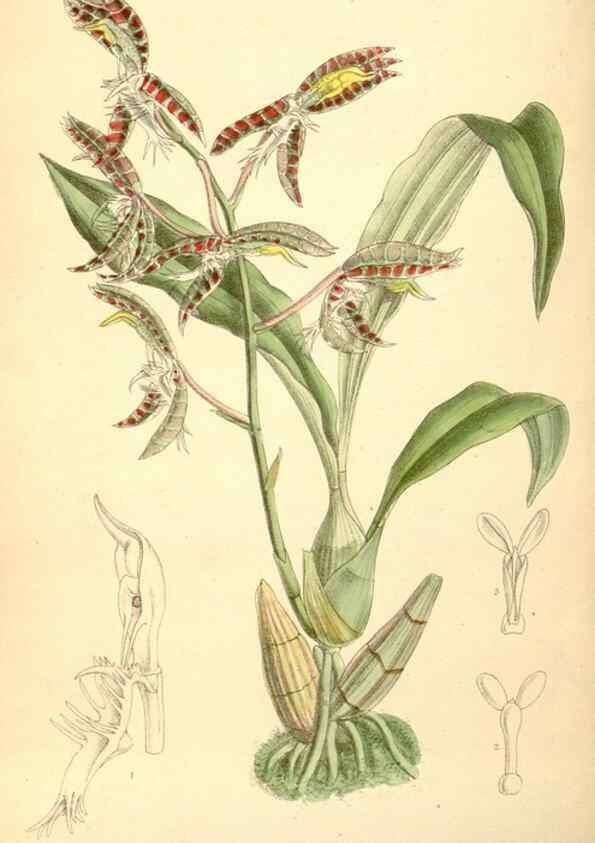 Reproducción/Reproduction 35307549451: Curtis's botanical magazine.. London ; New York [etc.] :Academic Press [etc.]