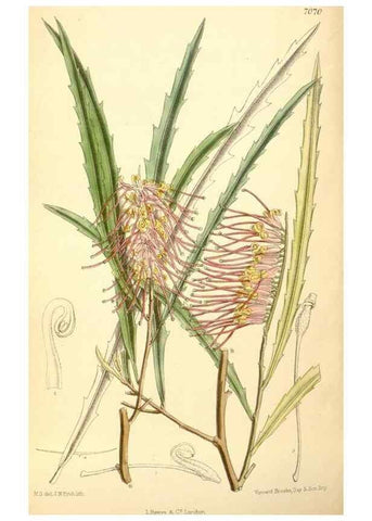 Reproducción/Reproduction 35307551971: Curtis's botanical magazine.. London ; New York [etc.] :Academic Press [etc.]