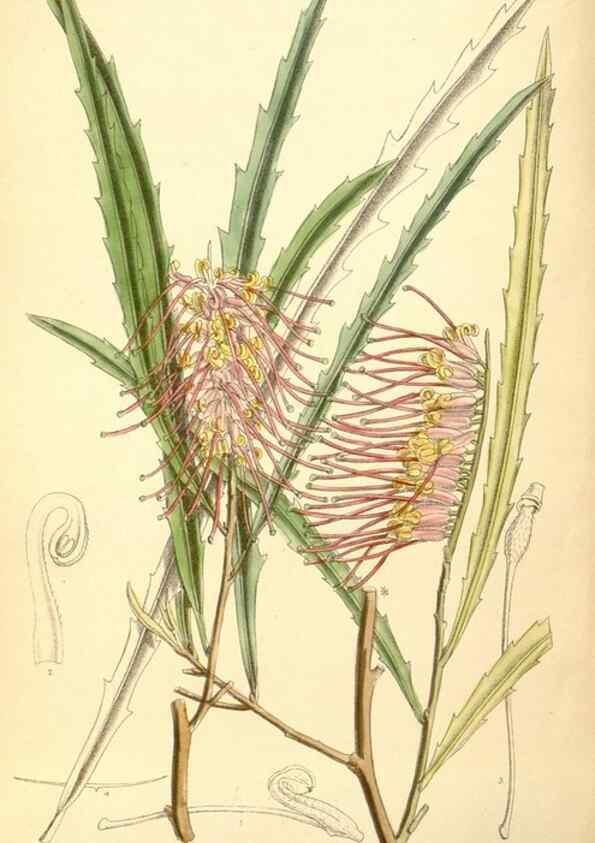 Reproducción/Reproduction 35307551971: Curtis's botanical magazine.. London ; New York [etc.] :Academic Press [etc.]