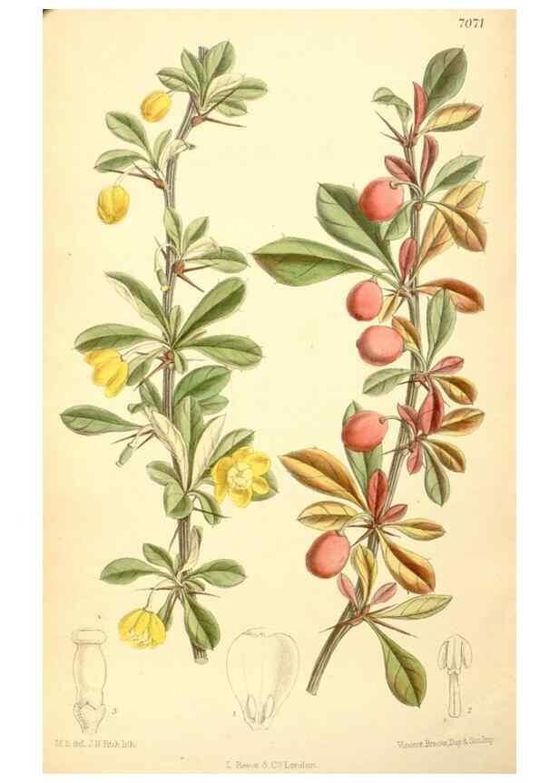 Reproducción/Reproduction 35050060650: Curtis's botanical magazine.. London ; New York [etc.] :Academic Press [etc.]