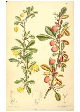 Reproducción/Reproduction 35050060650: Curtis's botanical magazine.. London ; New York [etc.] :Academic Press [etc.]