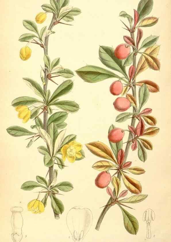 Reproducción/Reproduction 35050060650: Curtis's botanical magazine.. London ; New York [etc.] :Academic Press [etc.]