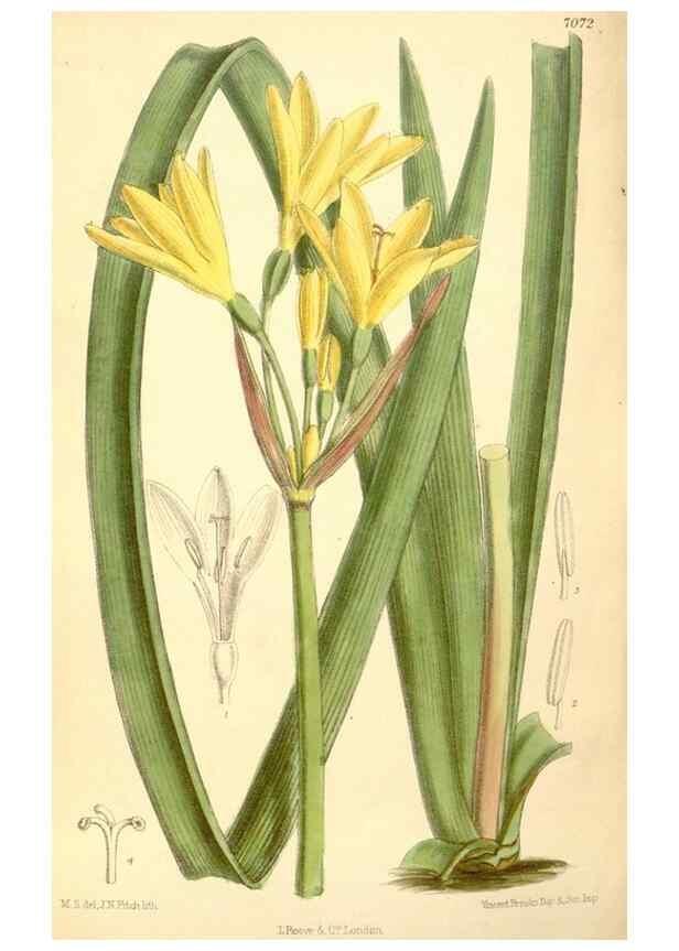 Reproducción/Reproduction 34595228454: Curtis's botanical magazine.. London ; New York [etc.] :Academic Press [etc.]