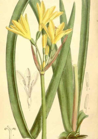 Reproducción/Reproduction 34595228454: Curtis's botanical magazine.. London ; New York [etc.] :Academic Press [etc.]