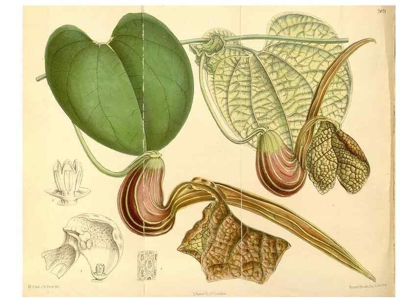 Reproducción/Reproduction 34595229874: Curtis's botanical magazine.. London ; New York [etc.] :Academic Press [etc.]