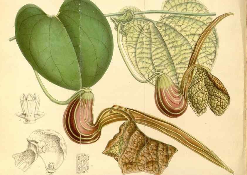 Reproducción/Reproduction 34595229874: Curtis's botanical magazine.. London ; New York [etc.] :Academic Press [etc.]