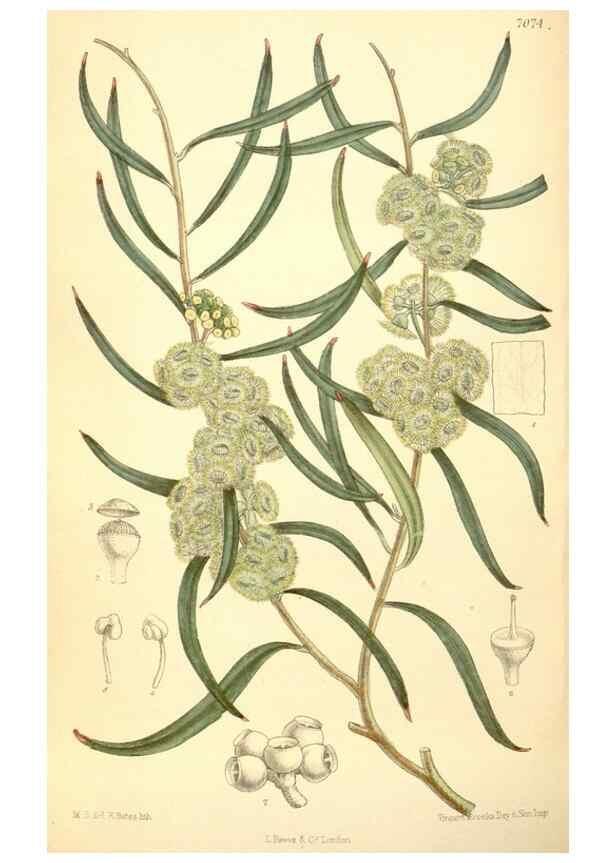 Reproducción/Reproduction 34595231694: Curtis's botanical magazine.. London ; New York [etc.] :Academic Press [etc.]