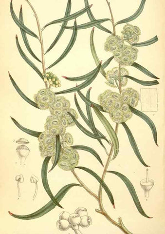 Reproducción/Reproduction 34595231694: Curtis's botanical magazine.. London ; New York [etc.] :Academic Press [etc.]