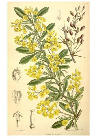 Reproducción/Reproduction 35307561571: Curtis's botanical magazine.. London ; New York [etc.] :Academic Press [etc.]