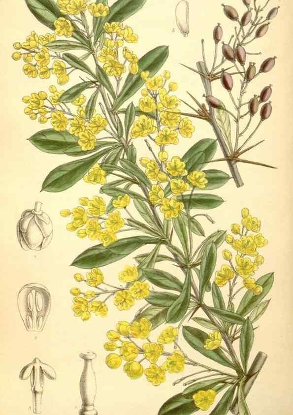 Reproducción/Reproduction 35307561571: Curtis's botanical magazine.. London ; New York [etc.] :Academic Press [etc.]