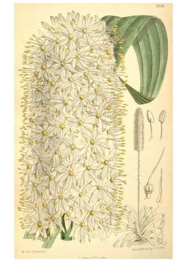Reproducción/Reproduction 35307563641: Curtis's botanical magazine.. London ; New York [etc.] :Academic Press [etc.]