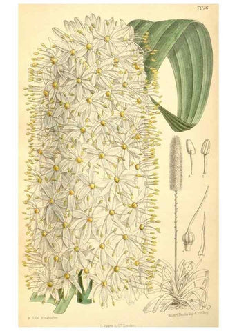 Reproducción/Reproduction 35307563641: Curtis's botanical magazine.. London ; New York [etc.] :Academic Press [etc.]