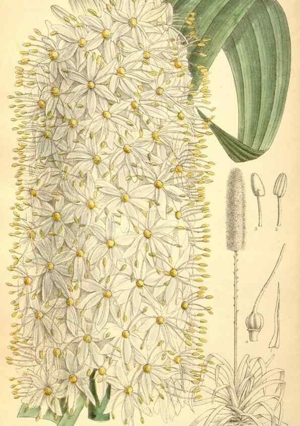 Reproducción/Reproduction 35307563641: Curtis's botanical magazine.. London ; New York [etc.] :Academic Press [etc.]
