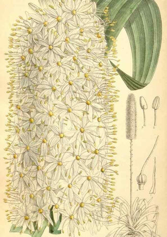 Reproducción/Reproduction 35307563641: Curtis's botanical magazine.. London ; New York [etc.] :Academic Press [etc.]