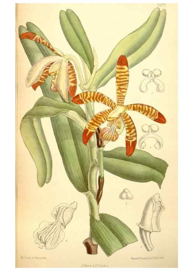 Reproducción/Reproduction 34595237164: Curtis's botanical magazine.. London ; New York [etc.] :Academic Press [etc.]