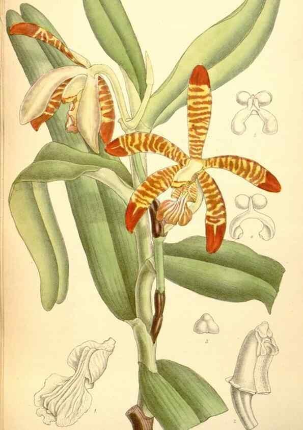 Reproducción/Reproduction 34595237164: Curtis's botanical magazine.. London ; New York [etc.] :Academic Press [etc.]