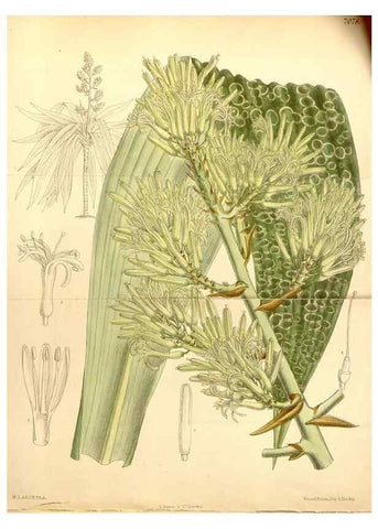 Reproducción/Reproduction 35397507596: Curtis's botanical magazine.. London ; New York [etc.] :Academic Press [etc.]