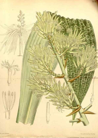 Reproducción/Reproduction 35397507596: Curtis's botanical magazine.. London ; New York [etc.] :Academic Press [etc.]