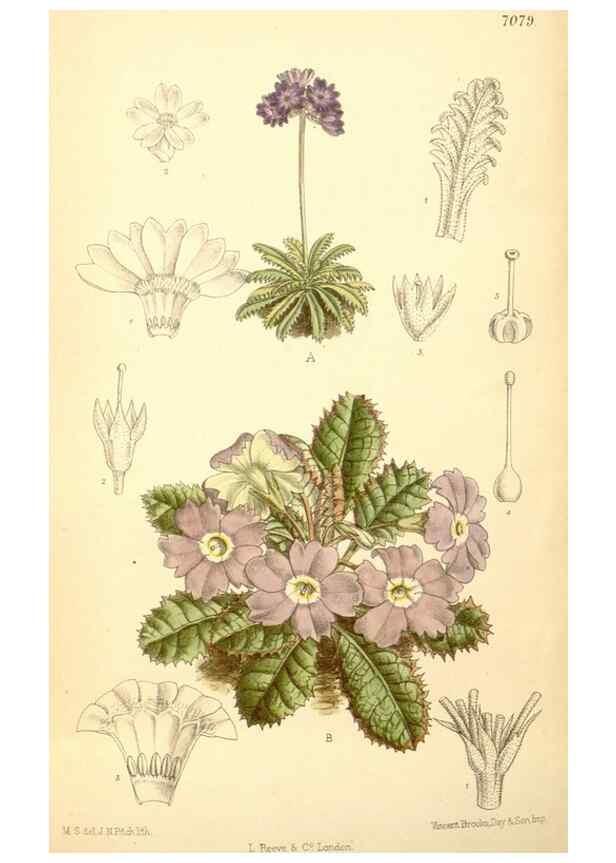 Reproducción/Reproduction 35397509856: Curtis's botanical magazine.. London ; New York [etc.] :Academic Press [etc.]