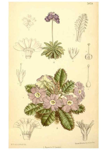 Reproducción/Reproduction 35397509856: Curtis's botanical magazine.. London ; New York [etc.] :Academic Press [etc.]
