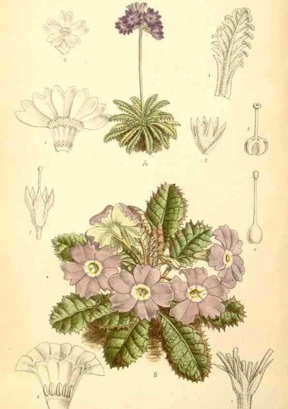 Reproducción/Reproduction 35397509856: Curtis's botanical magazine.. London ; New York [etc.] :Academic Press [etc.]