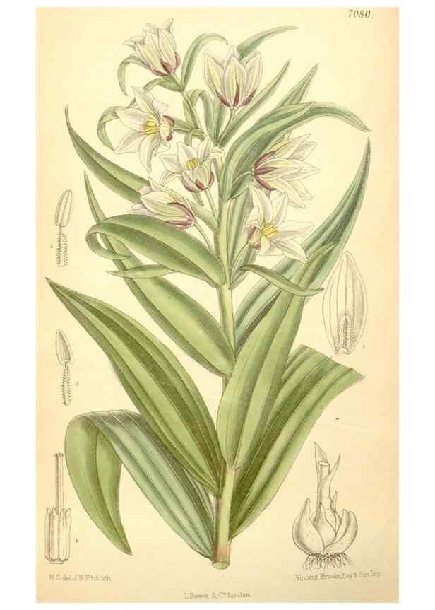 Reproducción/Reproduction 34595241164: Curtis's botanical magazine.. London ; New York [etc.] :Academic Press [etc.]
