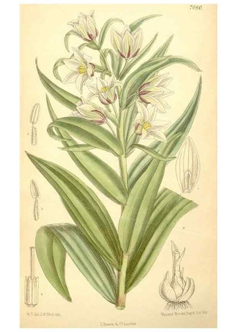 Reproducción/Reproduction 34595241164: Curtis's botanical magazine.. London ; New York [etc.] :Academic Press [etc.]