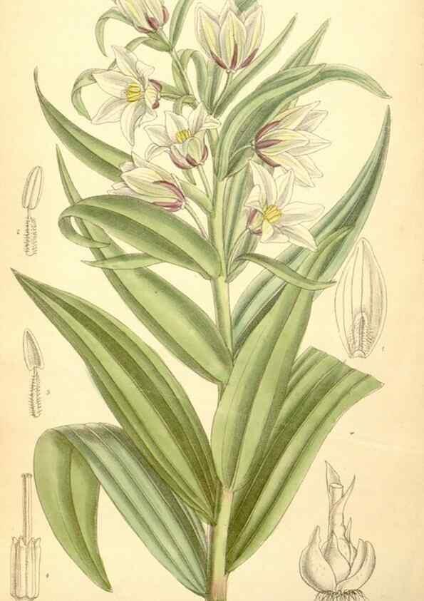 Reproducción/Reproduction 34595241164: Curtis's botanical magazine.. London ; New York [etc.] :Academic Press [etc.]