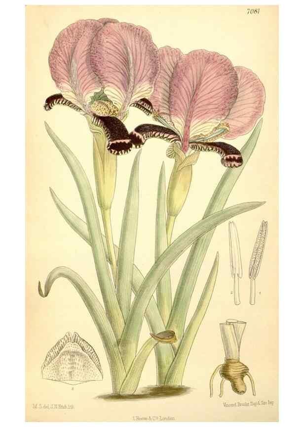 Reproducción/Reproduction 35397513856: Curtis's botanical magazine.. London ; New York [etc.] :Academic Press [etc.]