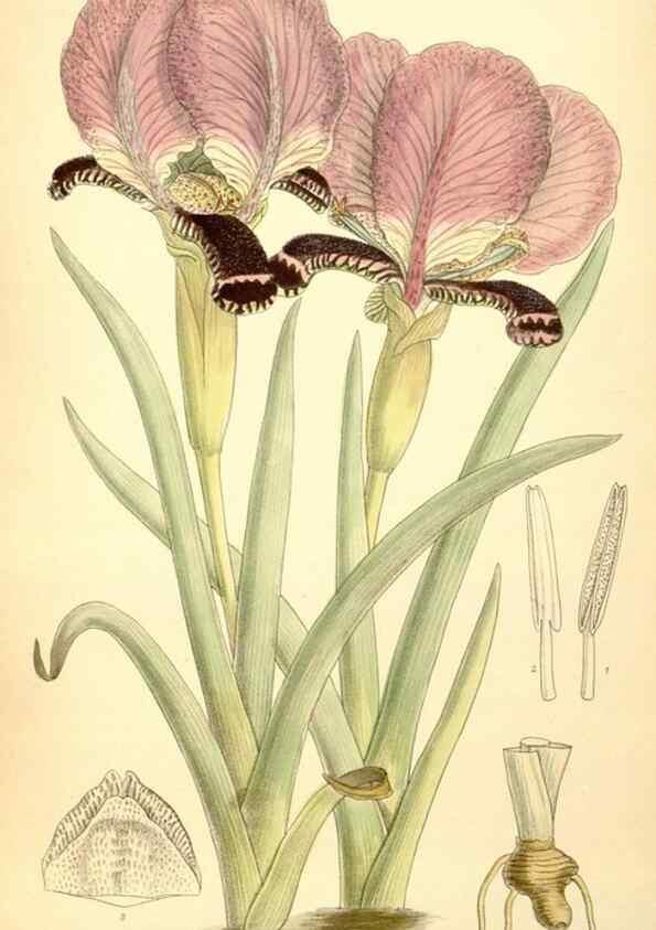Reproducción/Reproduction 35397513856: Curtis's botanical magazine.. London ; New York [etc.] :Academic Press [etc.]