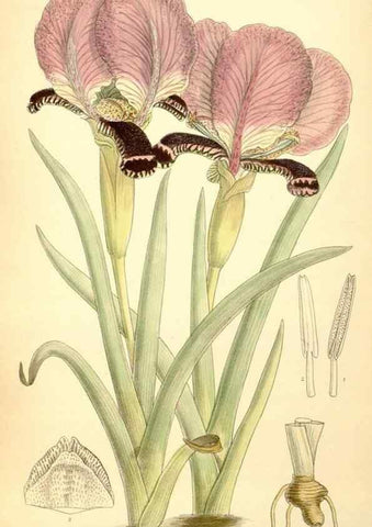 Reproducción/Reproduction 35397513856: Curtis's botanical magazine.. London ; New York [etc.] :Academic Press [etc.]