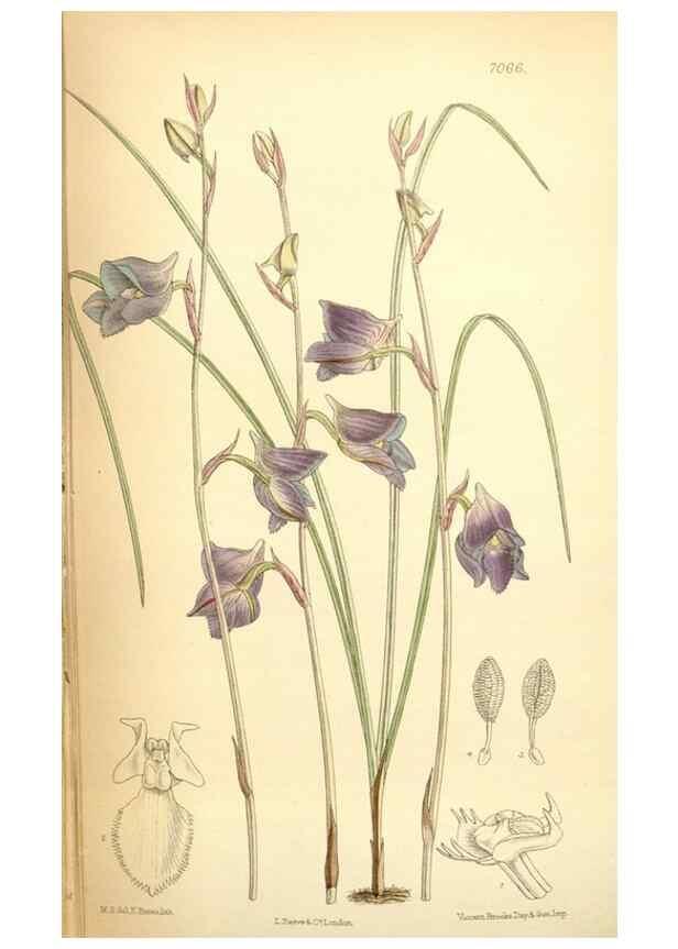 Reproducción/Reproduction 35307540321: Curtis's botanical magazine.. London ; New York [etc.] :Academic Press [etc.]