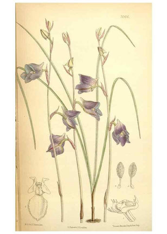 Reproducción/Reproduction 35307540321: Curtis's botanical magazine.. London ; New York [etc.] :Academic Press [etc.]