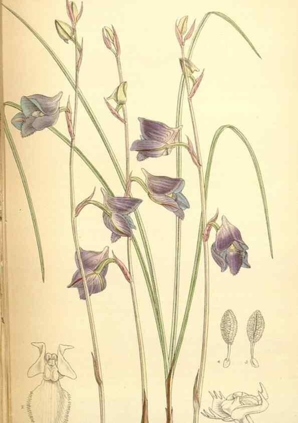 Reproducción/Reproduction 35307540321: Curtis's botanical magazine.. London ; New York [etc.] :Academic Press [etc.]