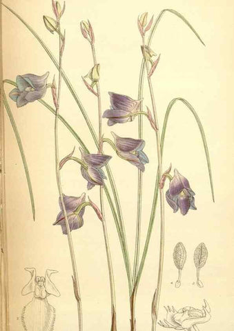 Reproducción/Reproduction 35307540321: Curtis's botanical magazine.. London ; New York [etc.] :Academic Press [etc.]
