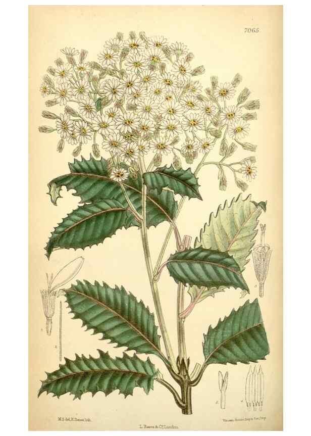 Reproducción/Reproduction 35397477636: Curtis's botanical magazine.. London ; New York [etc.] :Academic Press [etc.]