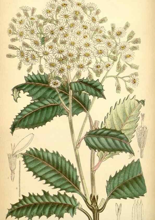 Reproducción/Reproduction 35397477636: Curtis's botanical magazine.. London ; New York [etc.] :Academic Press [etc.]