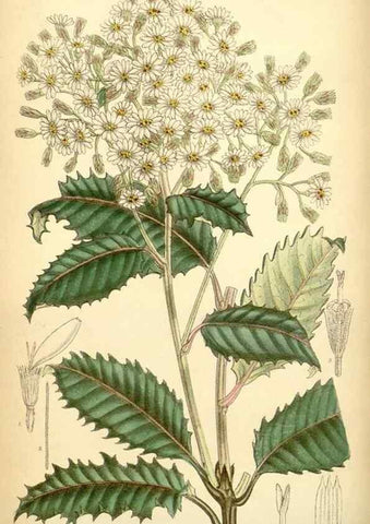 Reproducción/Reproduction 35397477636: Curtis's botanical magazine.. London ; New York [etc.] :Academic Press [etc.]