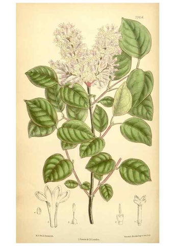 Reproducción/Reproduction 35397475046: Curtis's botanical magazine.. London ; New York [etc.] :Academic Press [etc.]