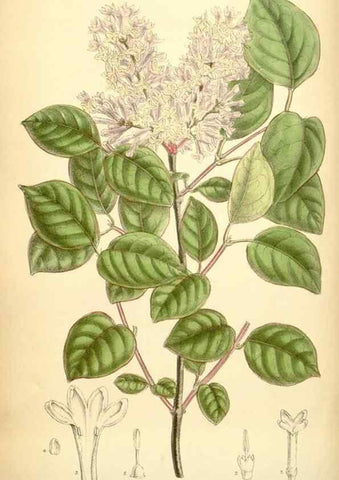 Reproducción/Reproduction 35397475046: Curtis's botanical magazine.. London ; New York [etc.] :Academic Press [etc.]