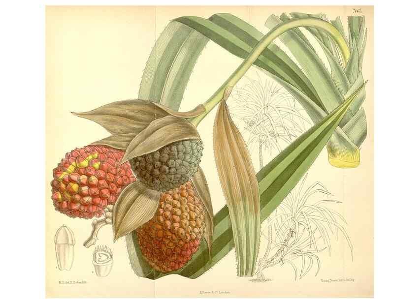 Reproducción/Reproduction 35397472756: Curtis's botanical magazine.. London ; New York [etc.] :Academic Press [etc.]