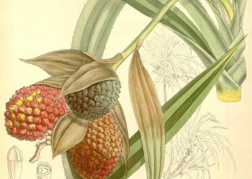 Reproducción/Reproduction 35397472756: Curtis's botanical magazine.. London ; New York [etc.] :Academic Press [etc.]