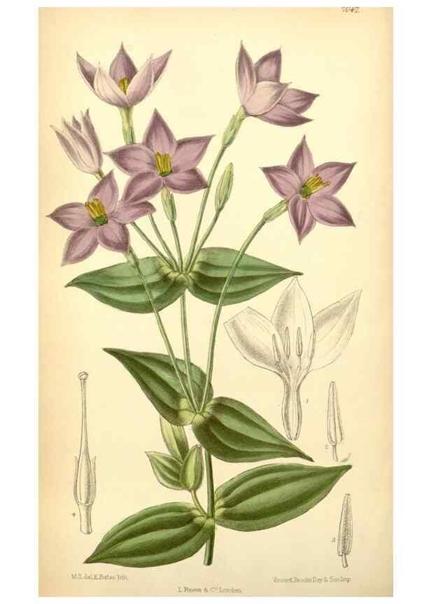 Reproducción/Reproduction 35397447076: Curtis's botanical magazine.. London ; New York [etc.] :Academic Press [etc.]